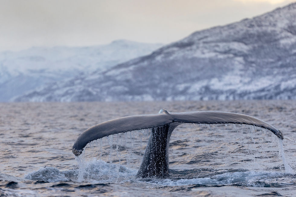 Humpback whale tail diving in Arctic waters near Tromsø