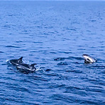 Dolphin - S/Y Stella Oceana - World Sea Explorers