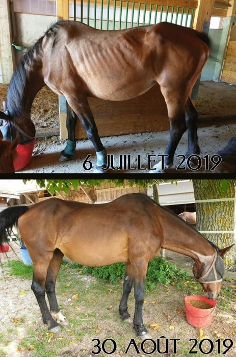 Miniature : ALIMENT CHEVAL SENIOR VITAL'FIBRES - wafer