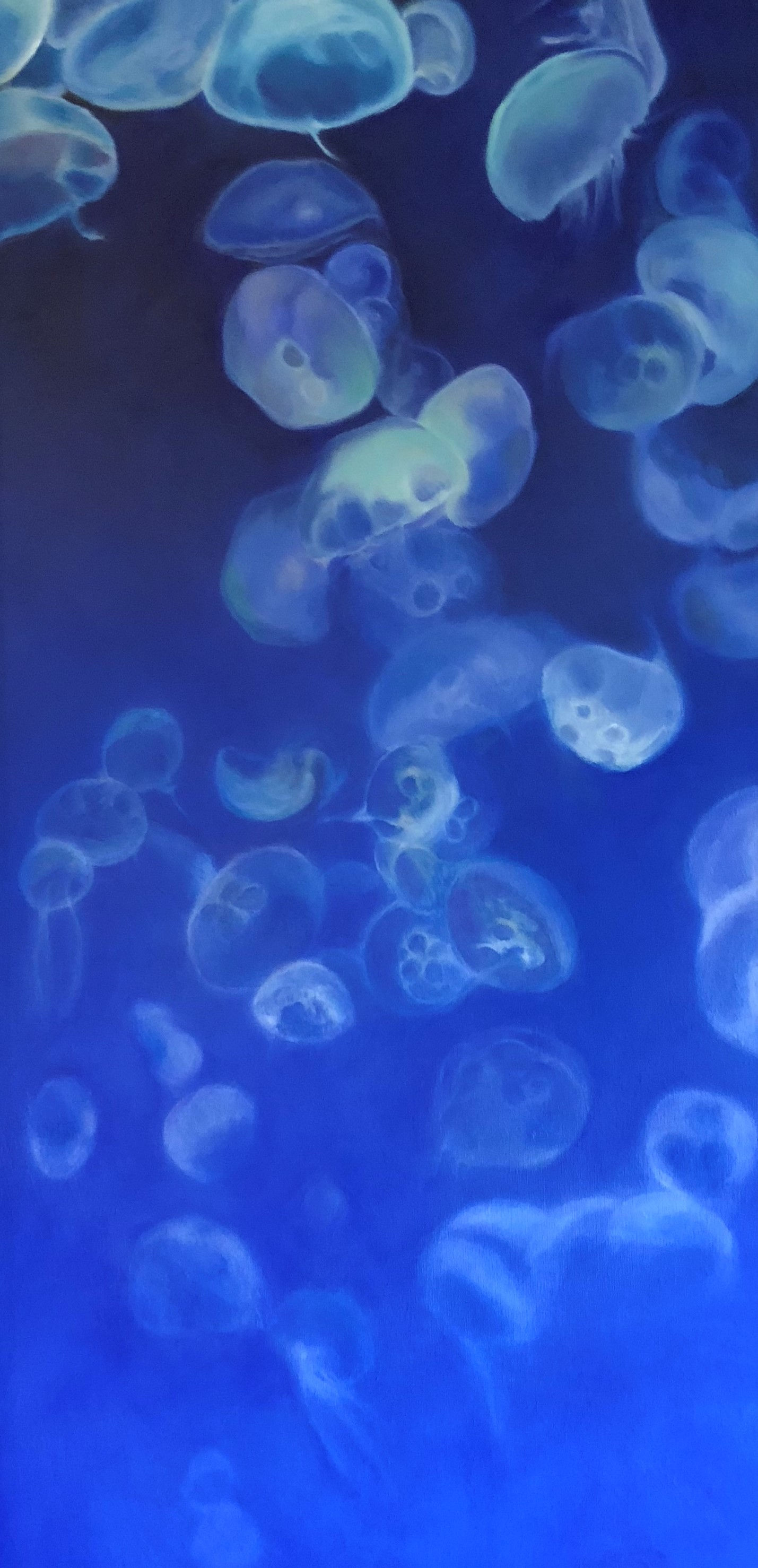 Jellyfish