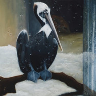Pelican: Who's Looking At Who?
