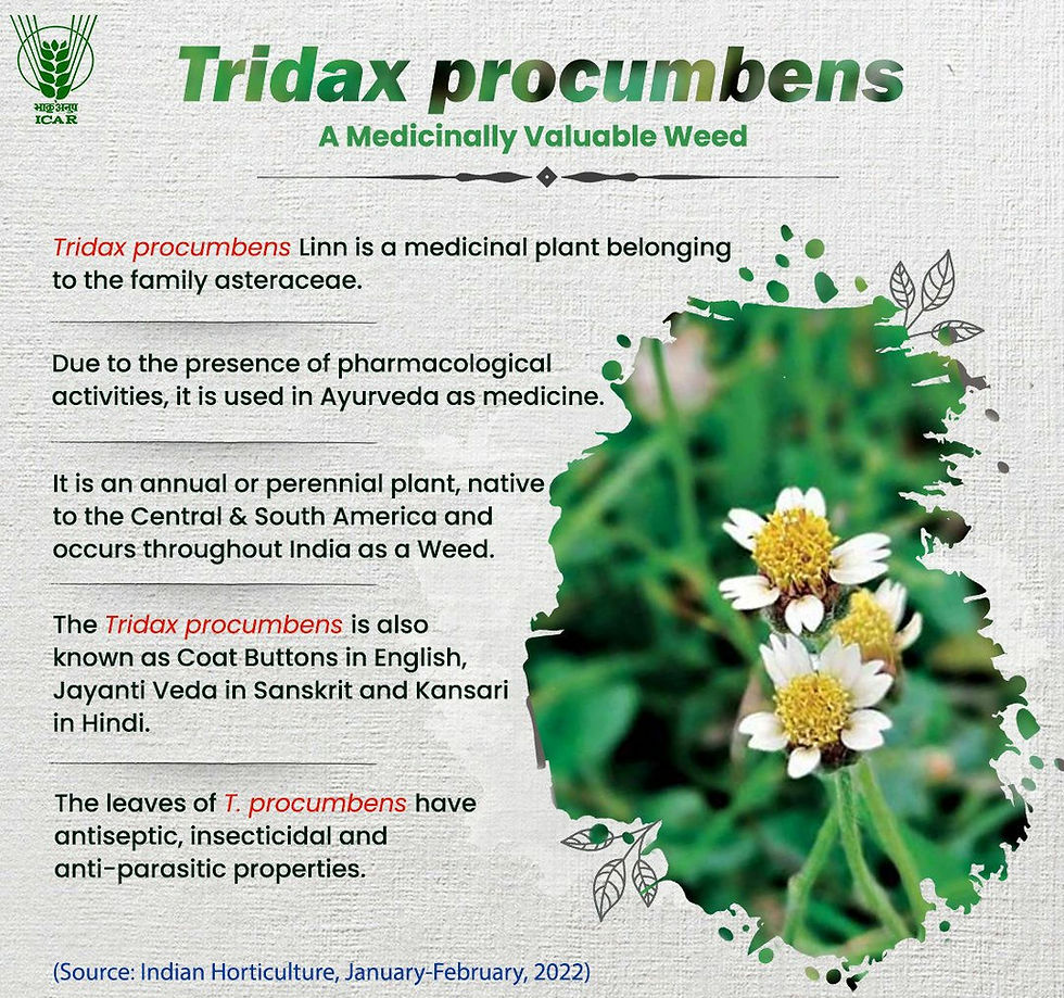 Medicinally valuable weed- Tridax procumbens