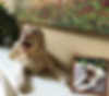 Goldendoodle sculpture urn.Winslow