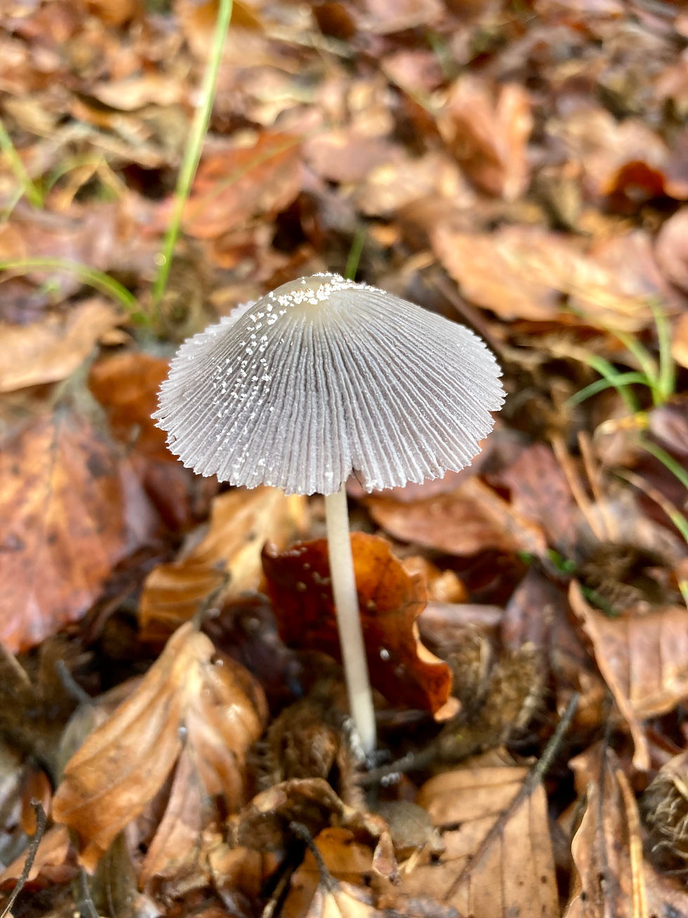 Herbstgeschenke