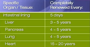 Stem Cells Renew our Organs.png