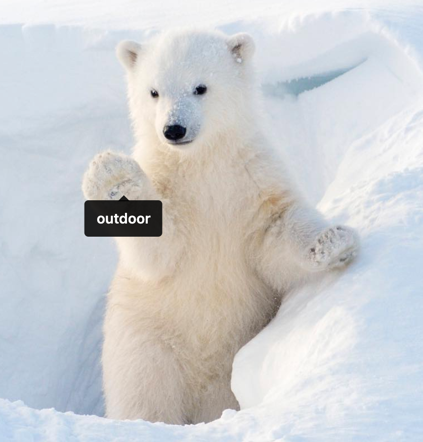 pbear cub