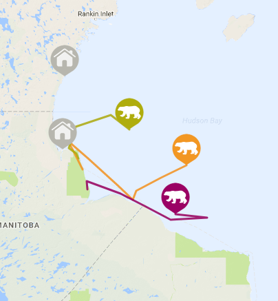 WWF polar bear tracker