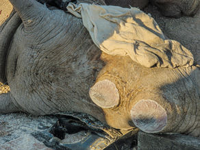 Conservation efforts taking place in Etosha National Park