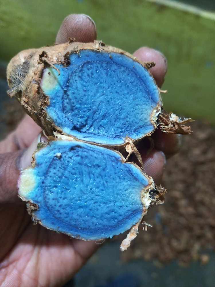 Black Turmeric The Ultimate Guide to a Rare and Powerful Spice