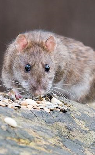 Rodent Control Website.png