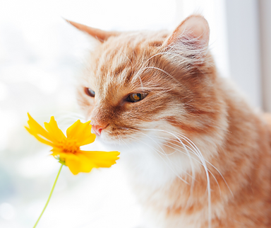 Katze_blume.png