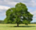 The big lonely oak tree on a green meado