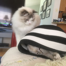 Samson and Simba