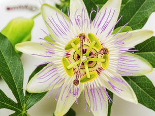 Passiflora incarnata (Çarkıfelek otu) Bitkisi Nedir?