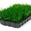 Thumbnail: 12' x 22' Tray Live Wheat Grass