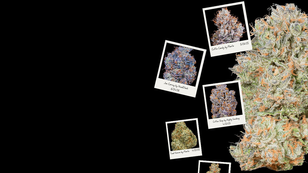 Website Home Page Background.png