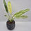 Miniaturbild: Epipremnum Giganteum Marble Variegata