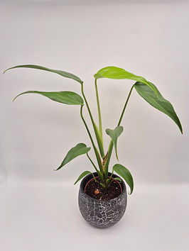 planter with seeds Hoss Garden Seeder main image 1
