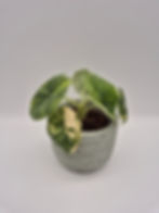 Alocasia Melo Aurea Variegata
