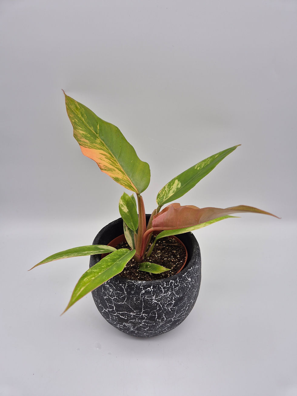 Philodendron Caramel Marble