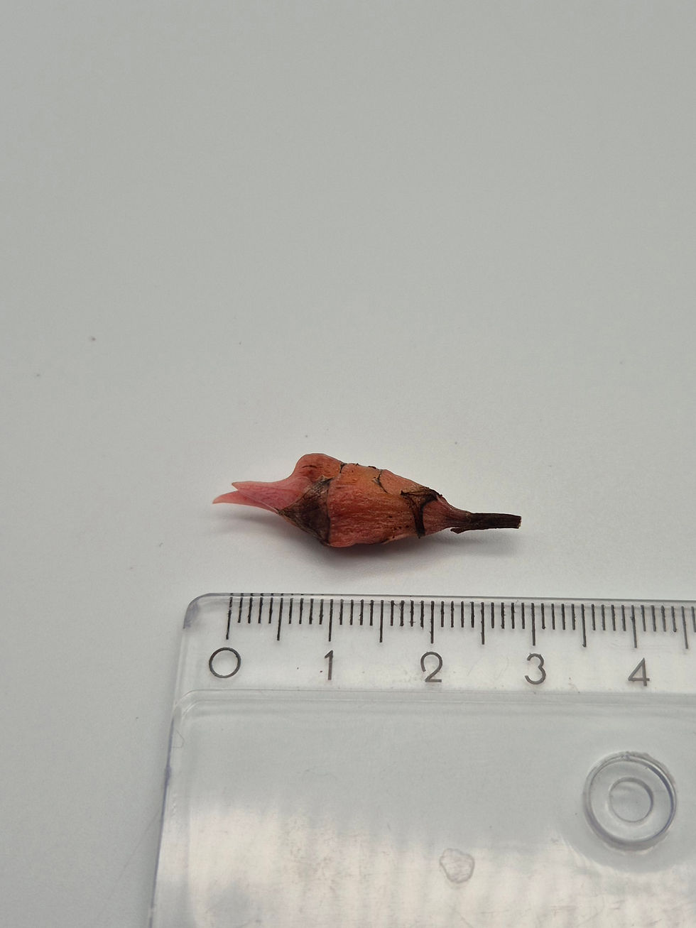 Alocasia Nairobi Nights Aurea Variegata Rhizom