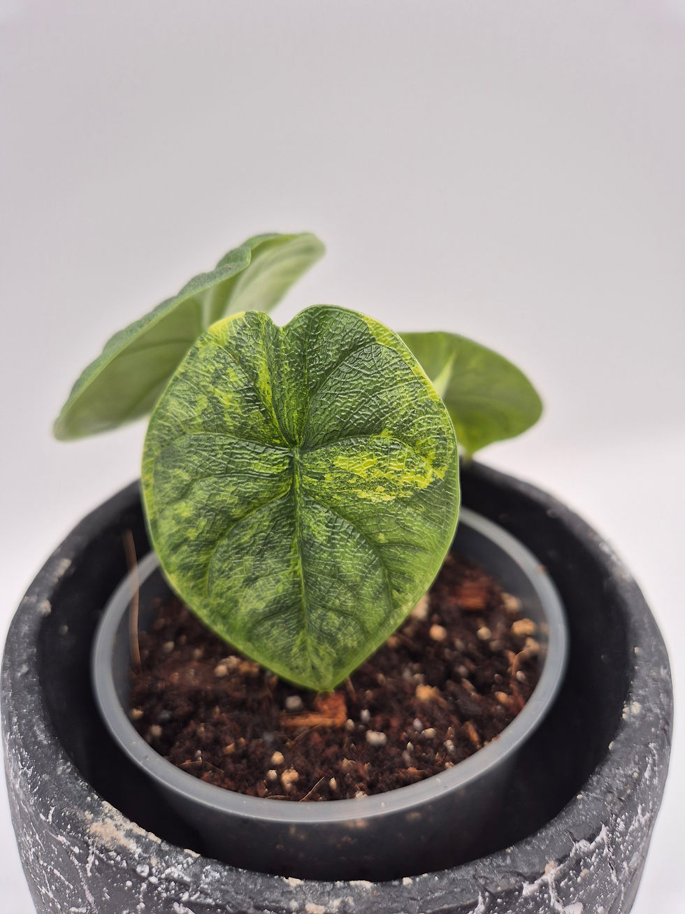 Miniaturbild: Alocasia Melo Aurea Variegata