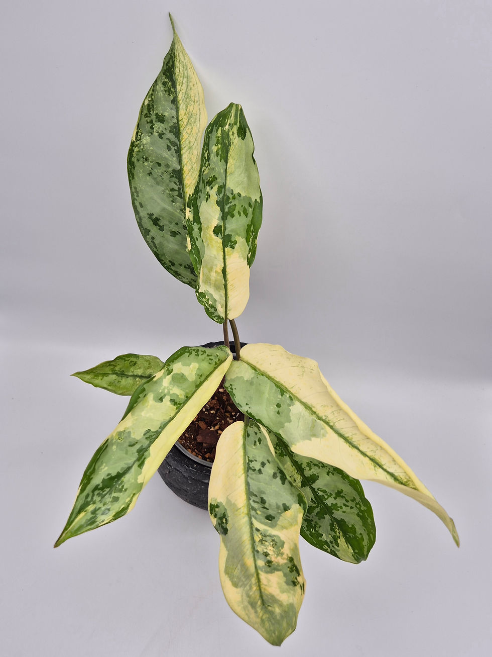 Aglaonema Commutatum Albo Variegata