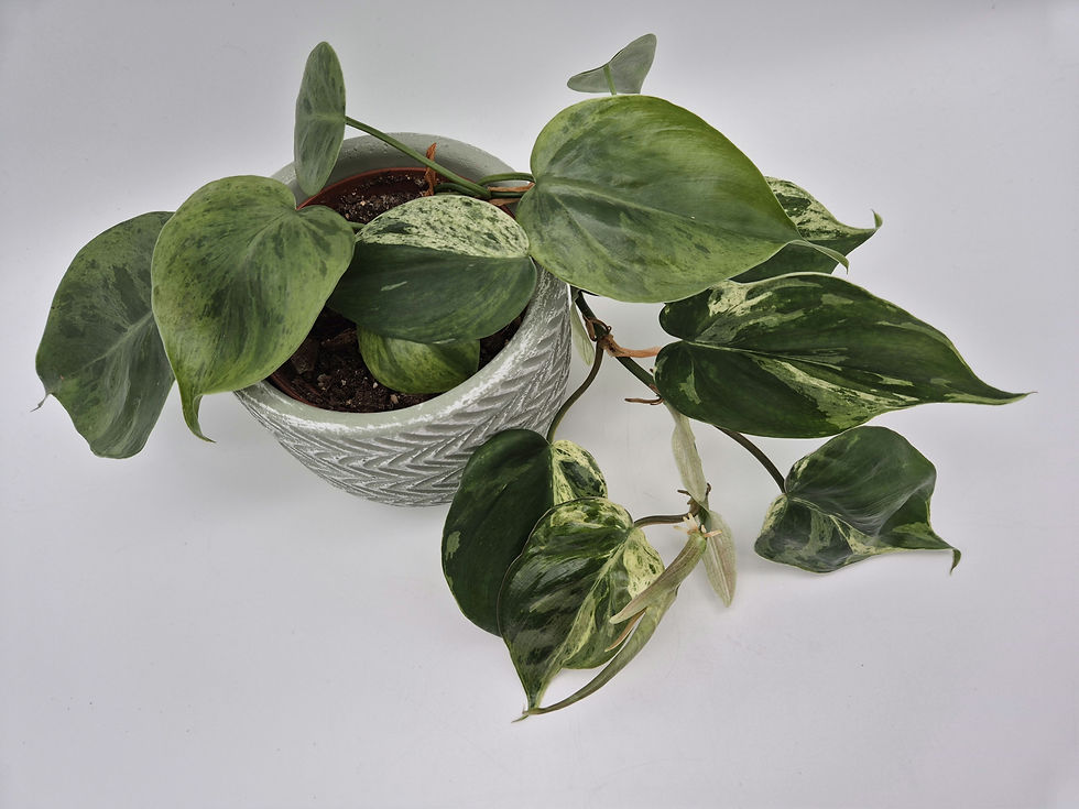 Philodendron Hederaceum var. Oxycardium Variegata
