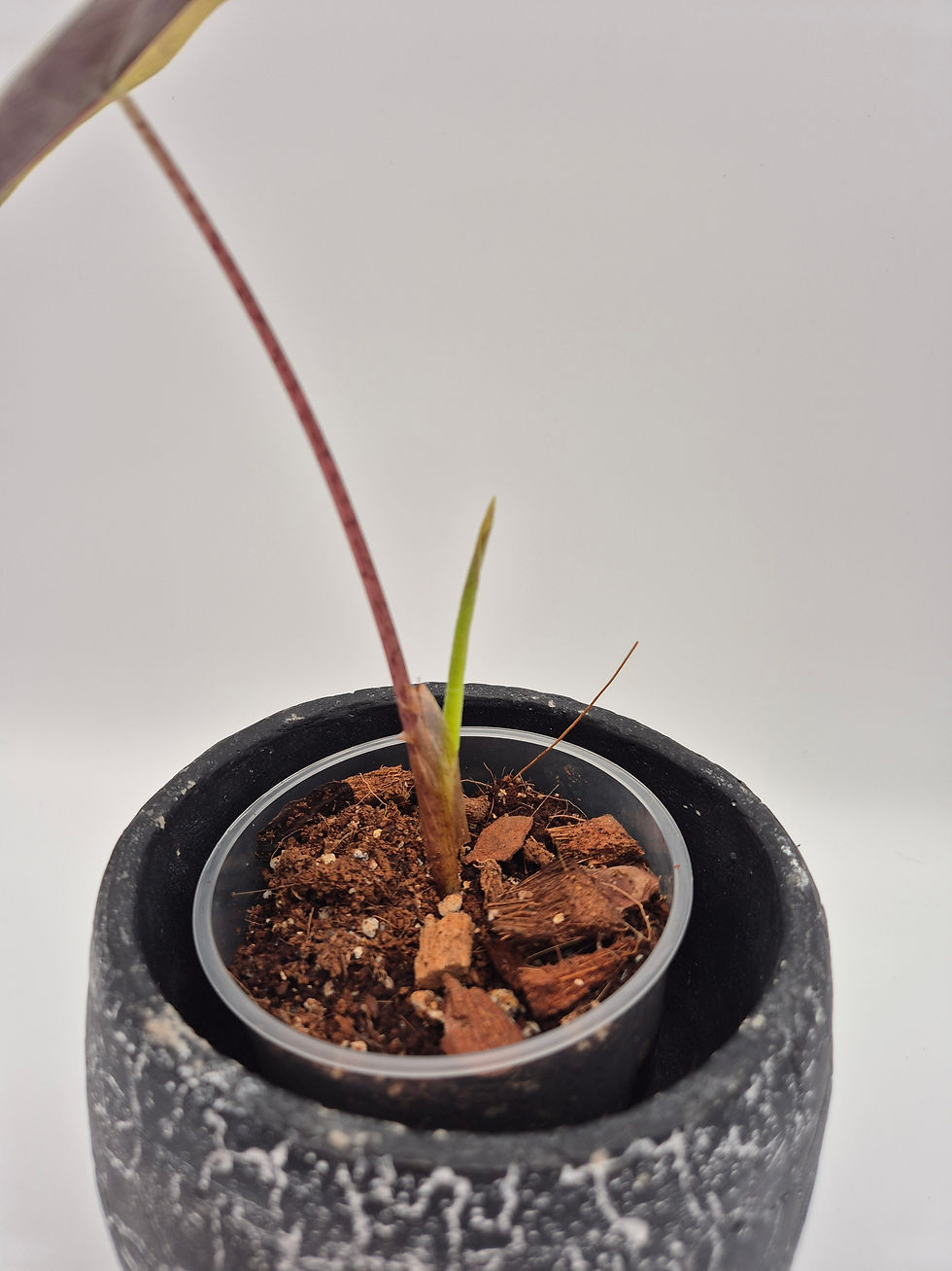 Miniaturbild: Alocasia Pseudo Sanderiana Aurea Variegata