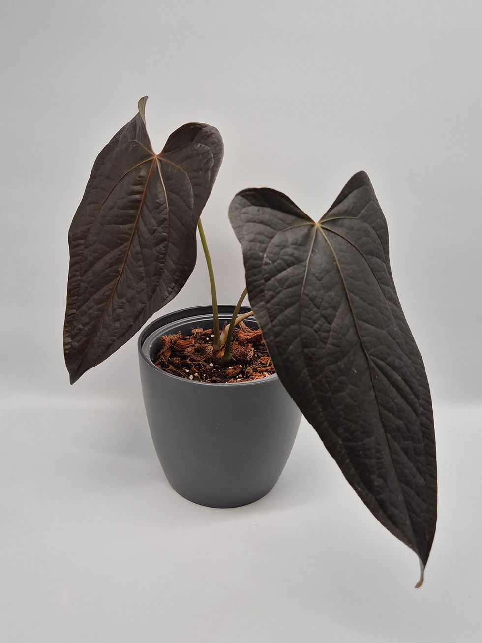 Anthurium Queen of Hearts