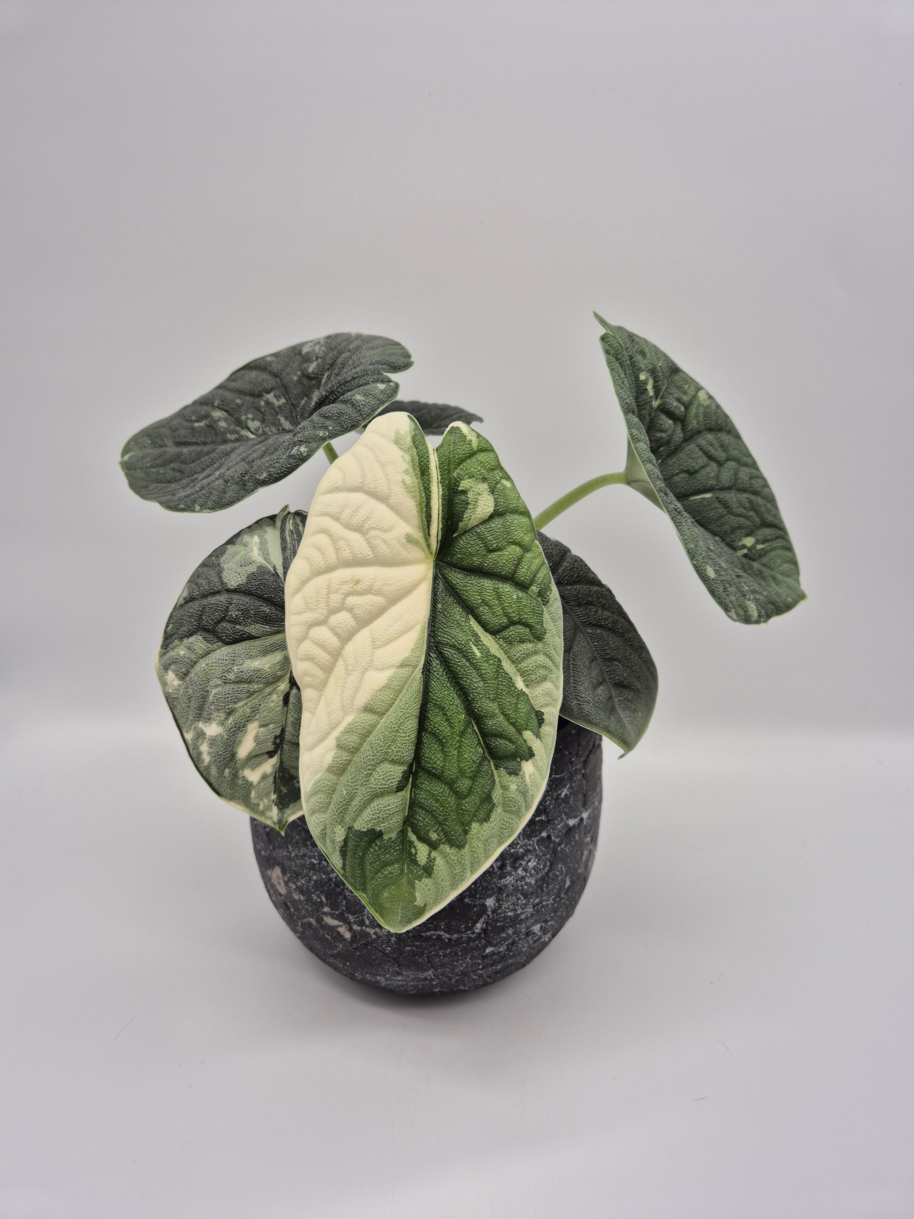 Alocasia Melo Albo Variegata