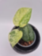 Scindapsus Silver Splash Variegata