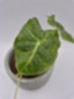 Alocasia Dorayaki Aurea Variegata