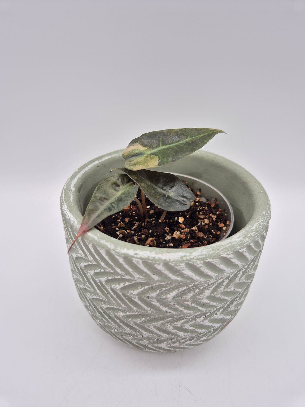 Miniaturbild: Alocasia Polly Aurea Variegata