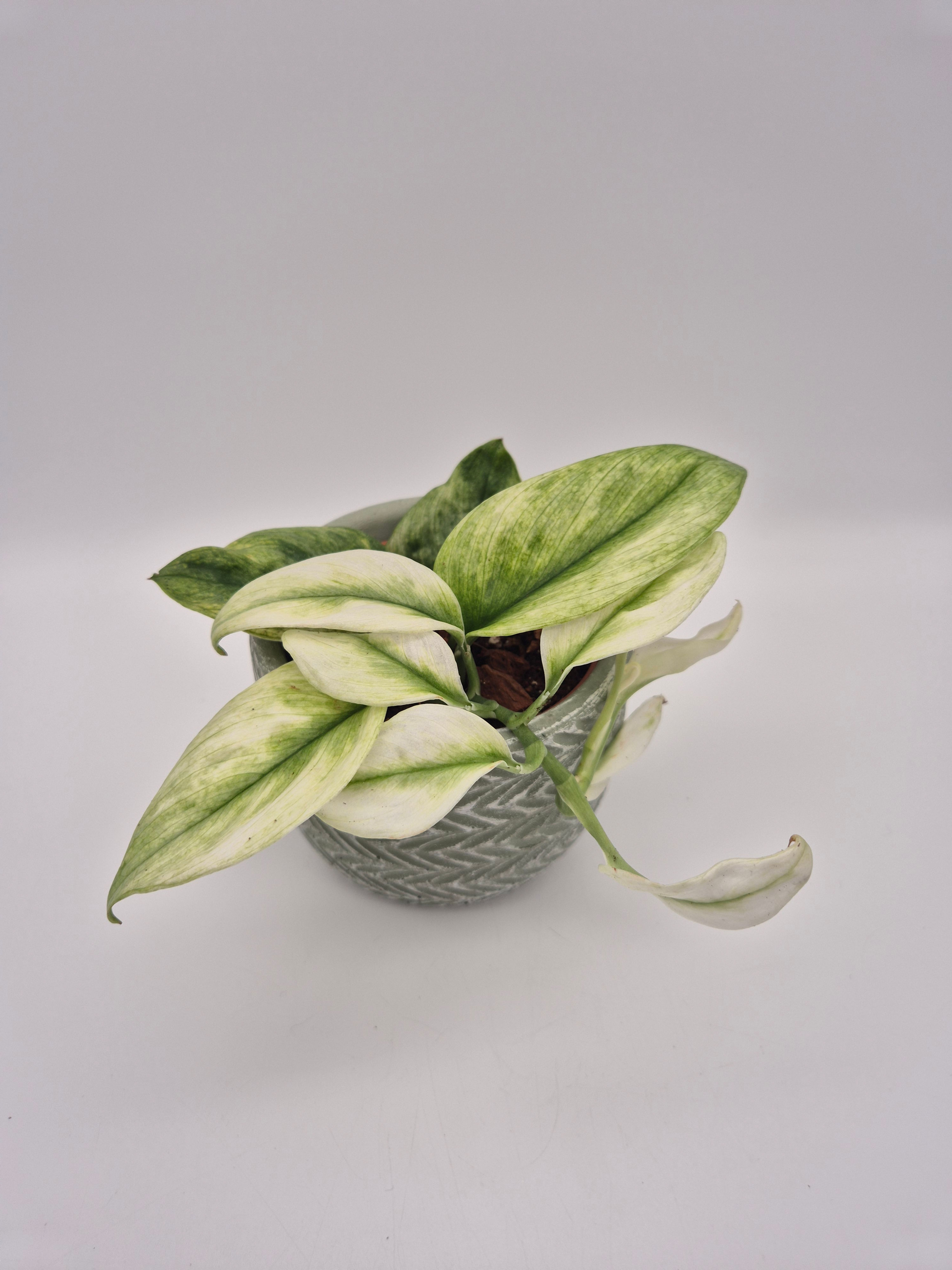 Scindapsus Treubii Ghost Mint