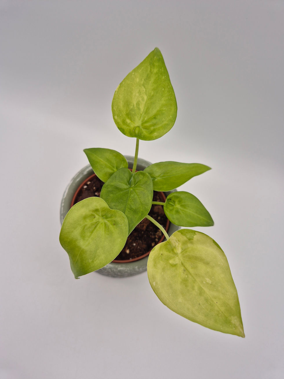 Alocasia Cucullata Aurea