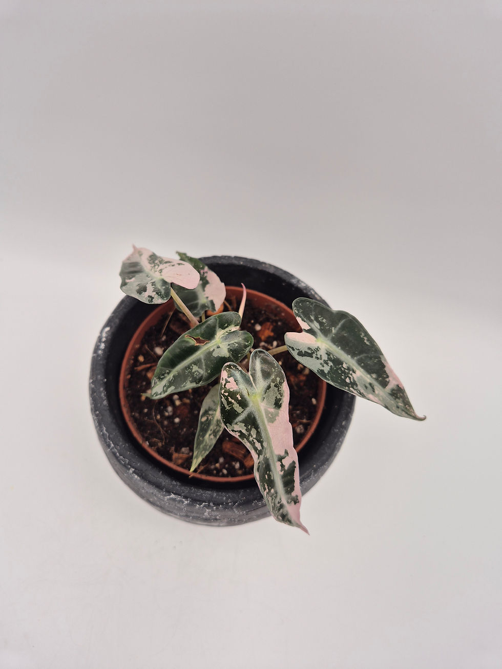 Alocasia Bambino Pink Variegata