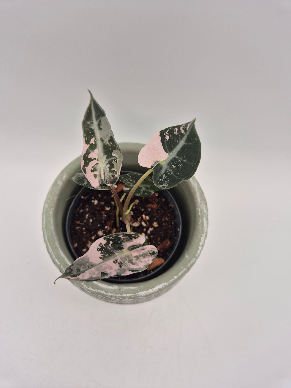Miniaturbild: Alocasia Bambino Pink Variegata