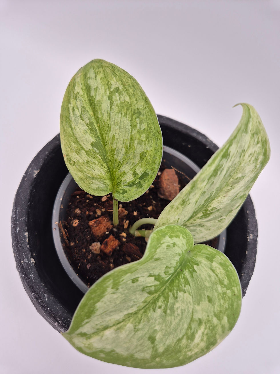 Miniaturbild: Scindapsus Peasun