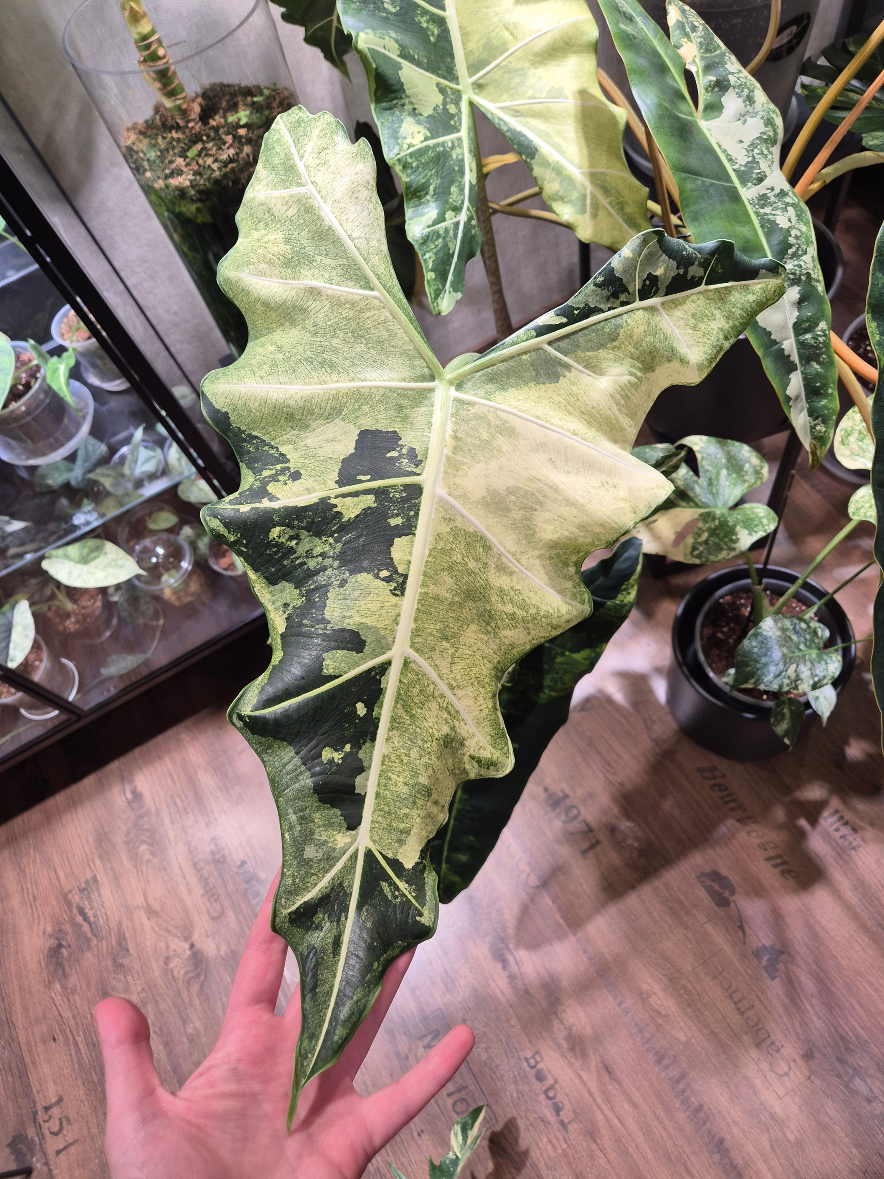 Alocasia Sarian Albo Variegata