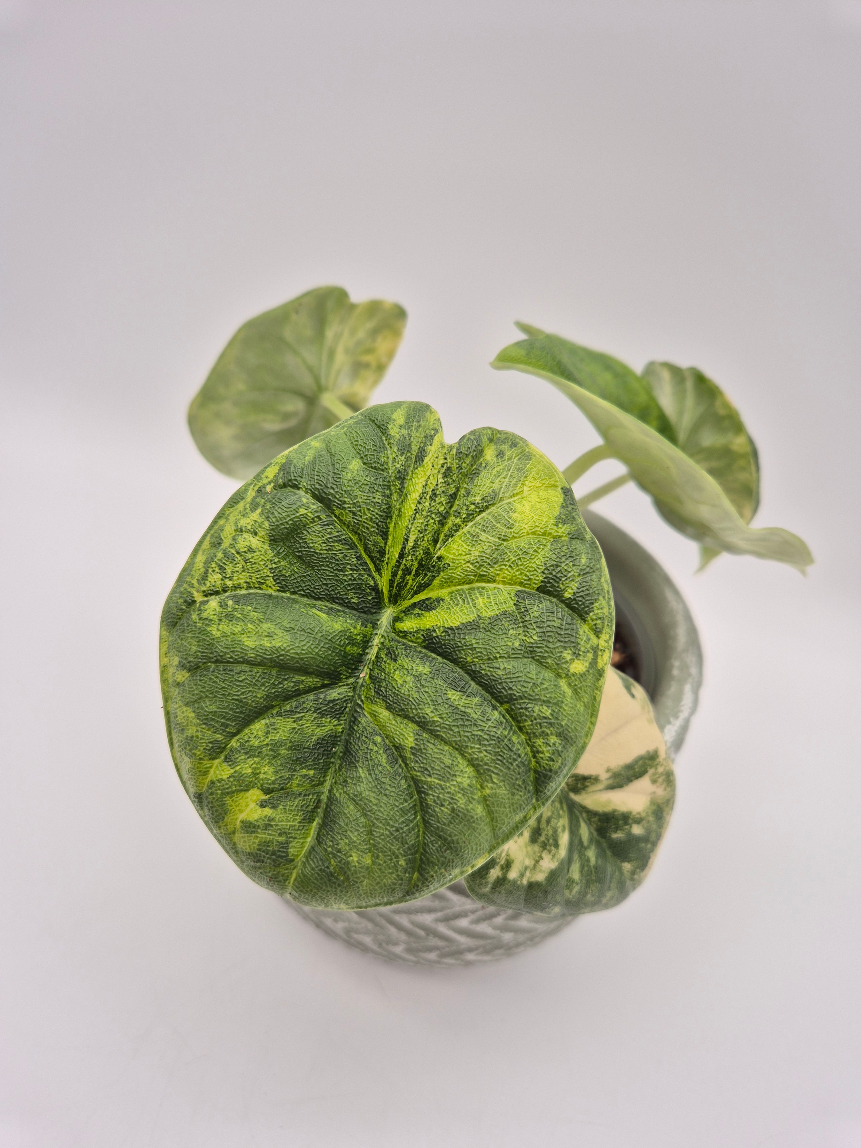 Alocasia Melo Aurea