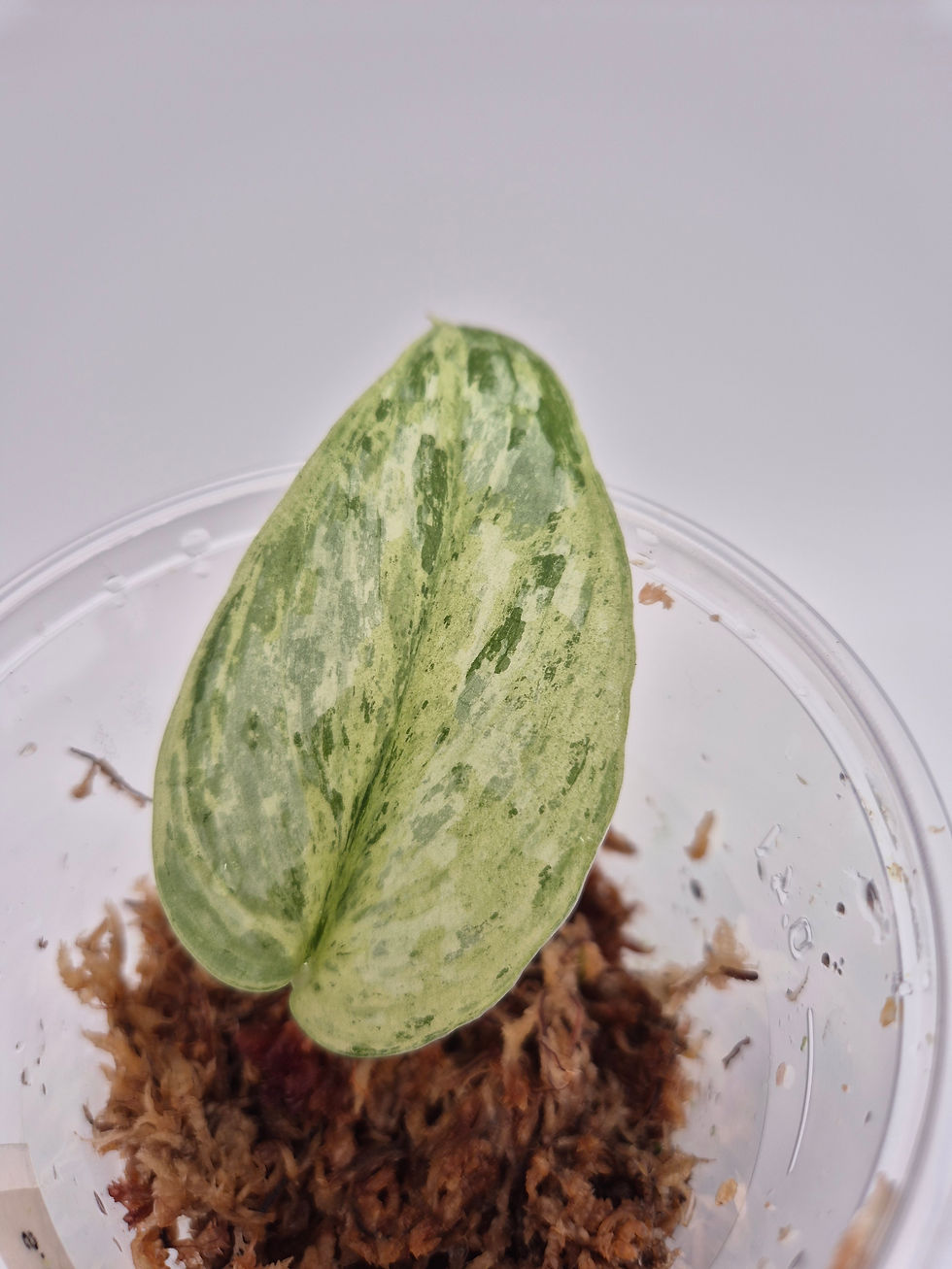 Scindapsus Peasun Stecklinge