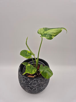 ginger plant Ginger Plant ‘White Butterfly’