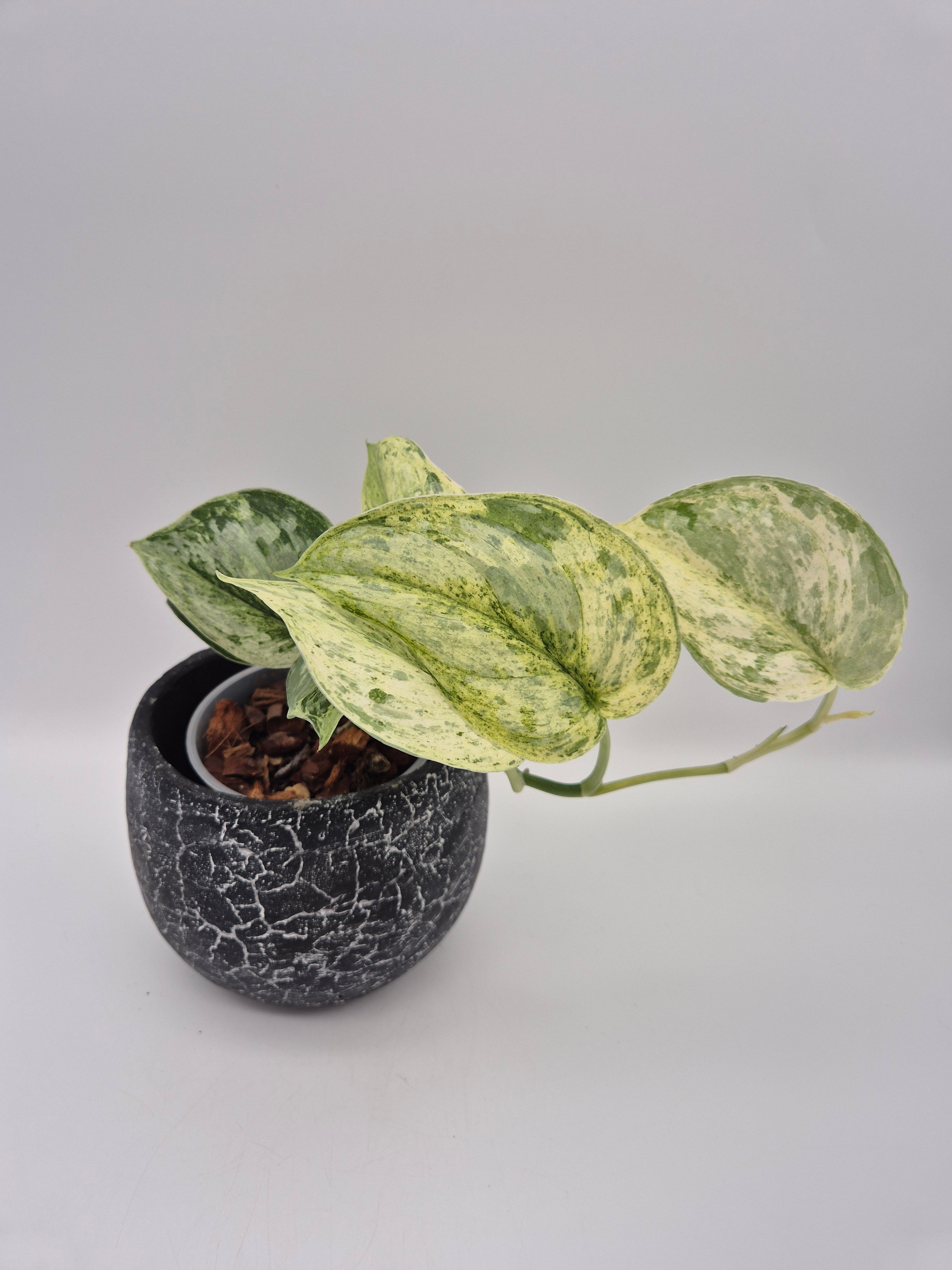 Scindapsus Peasun