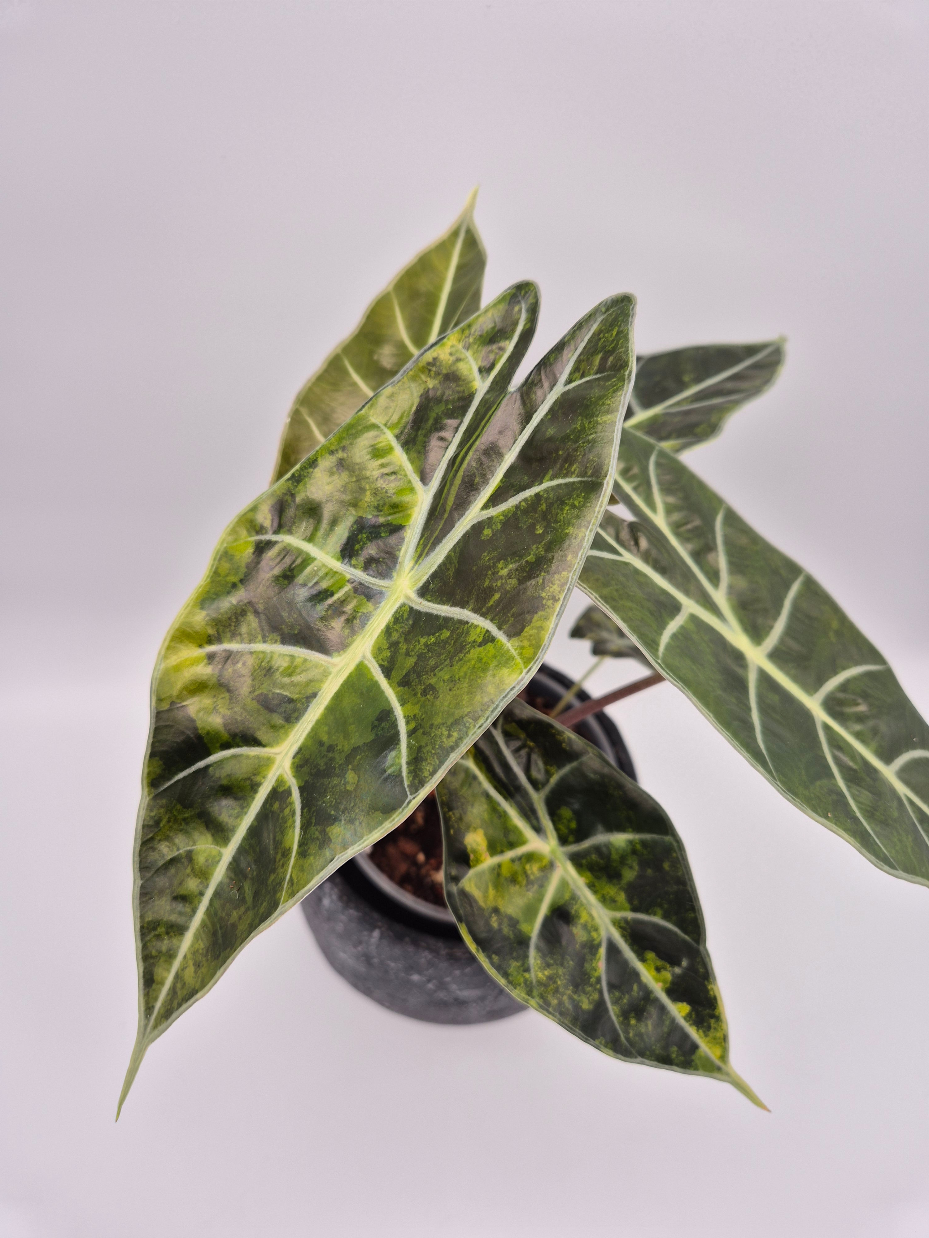 Alocasia Longiloba Suhirmaniana Aurea