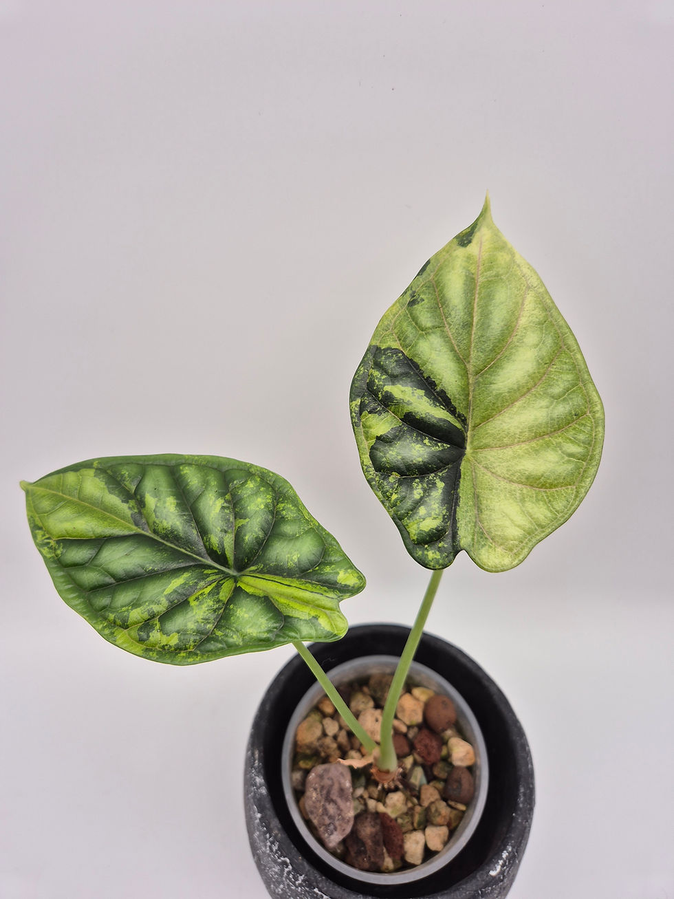 Alocasia Dragon Scale Variegata Hydrokultur