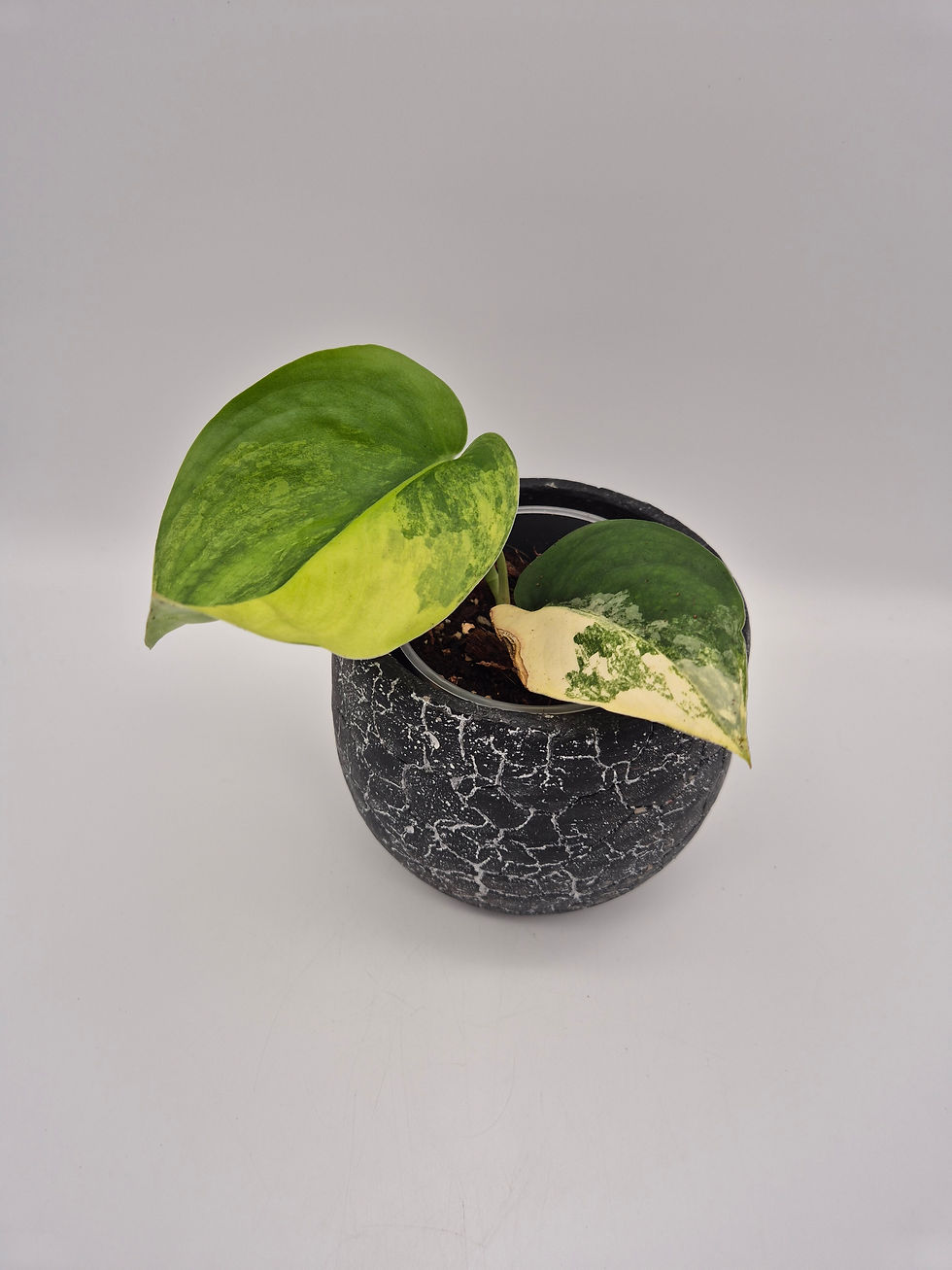 Miniaturbild: Scindapsus Jade Satin Aurea Variegata