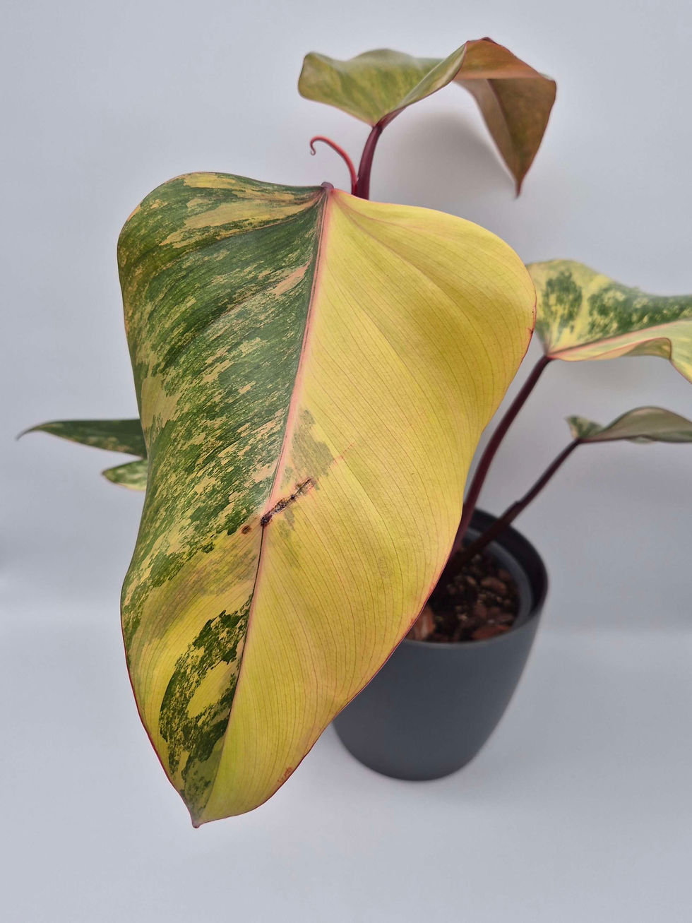 Miniaturbild: Philodendron Strawberry Shake