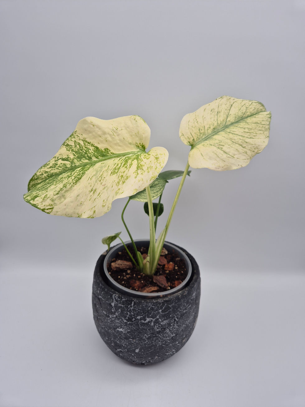Miniaturbild: Monstera Deliciosa 'Mint'