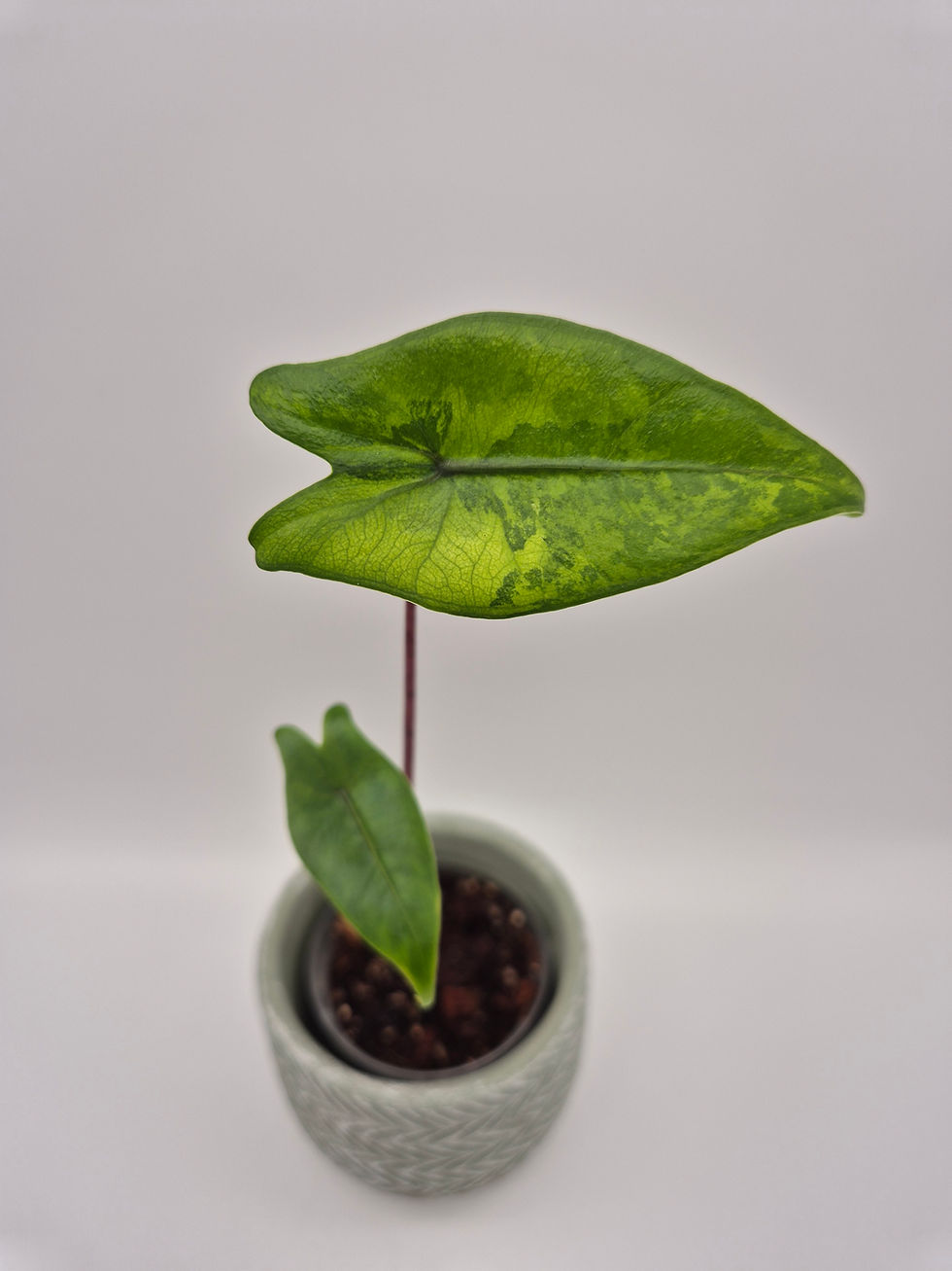 Miniaturbild: Alocasia Zebrina Black Stem Aurea Variegata